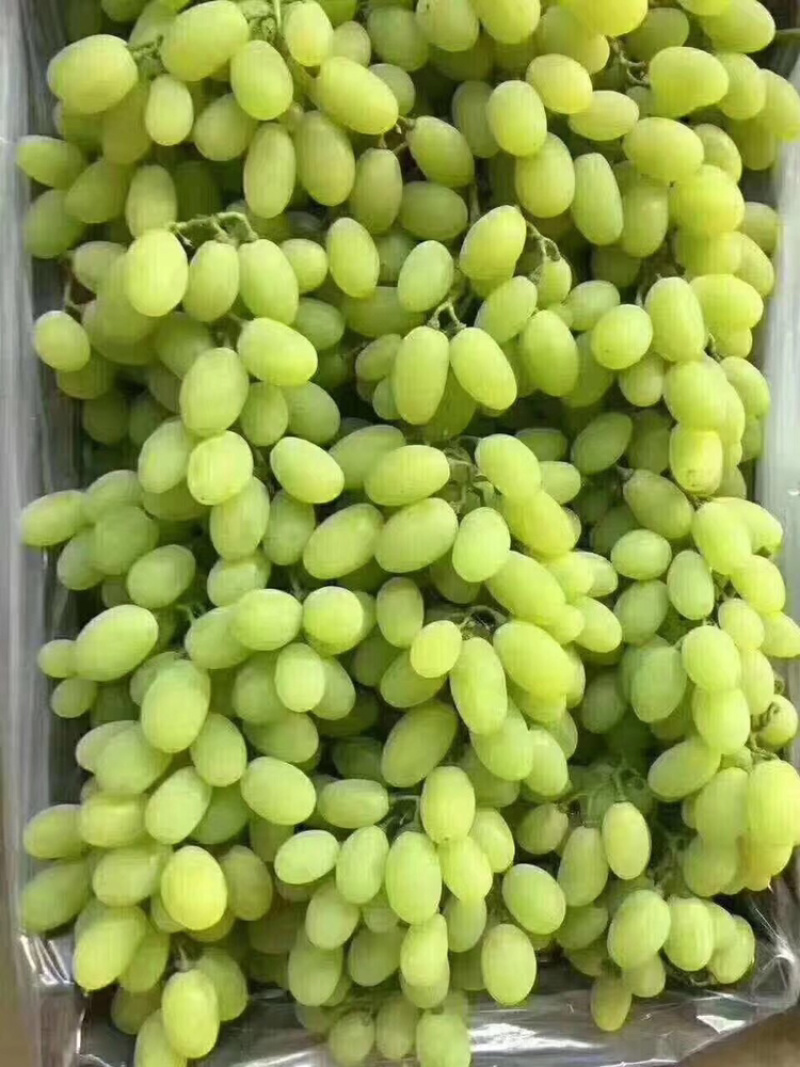 河北饶阳温室冷棚维多利亚，阳光玫瑰葡萄基地代购代销。
