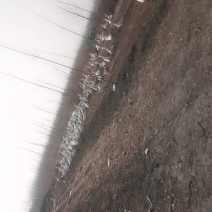 散养的大白鹅