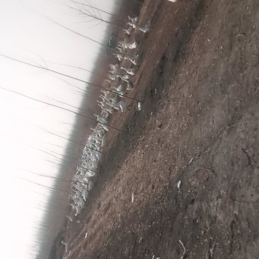 散养的大白鹅