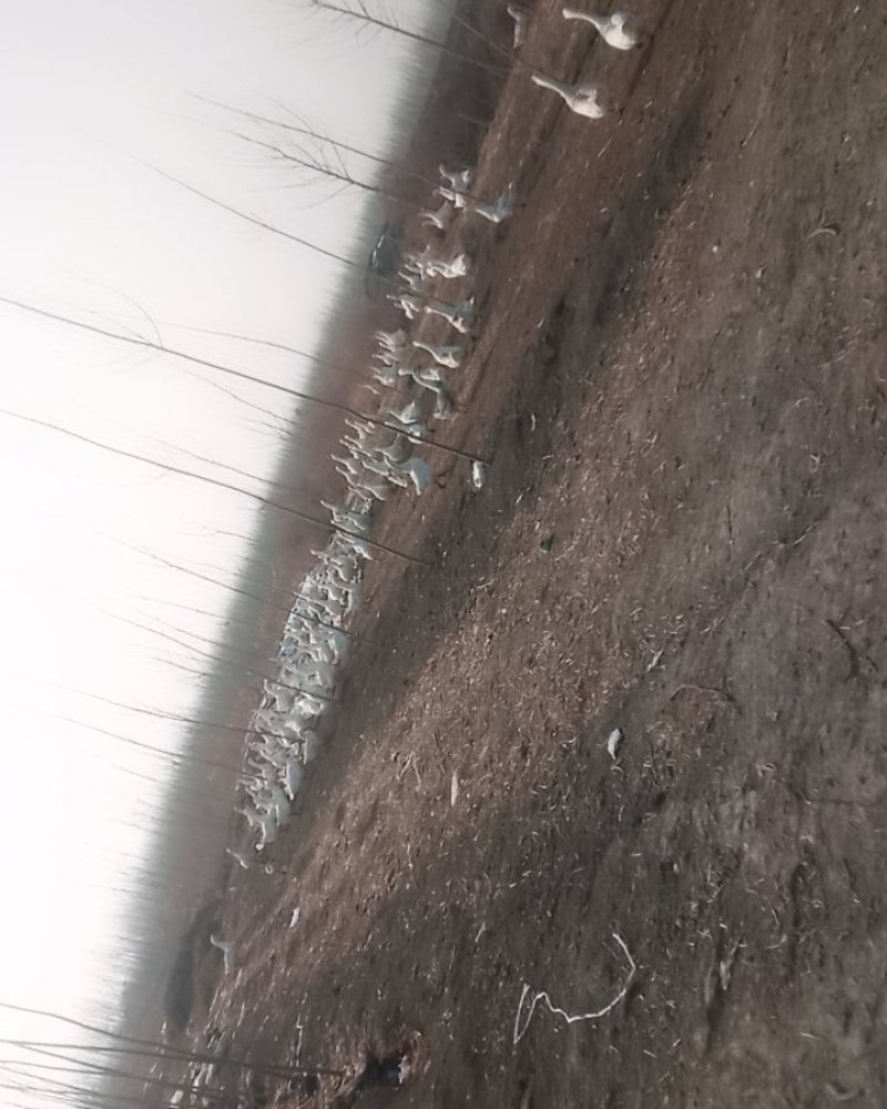 散养的大白鹅