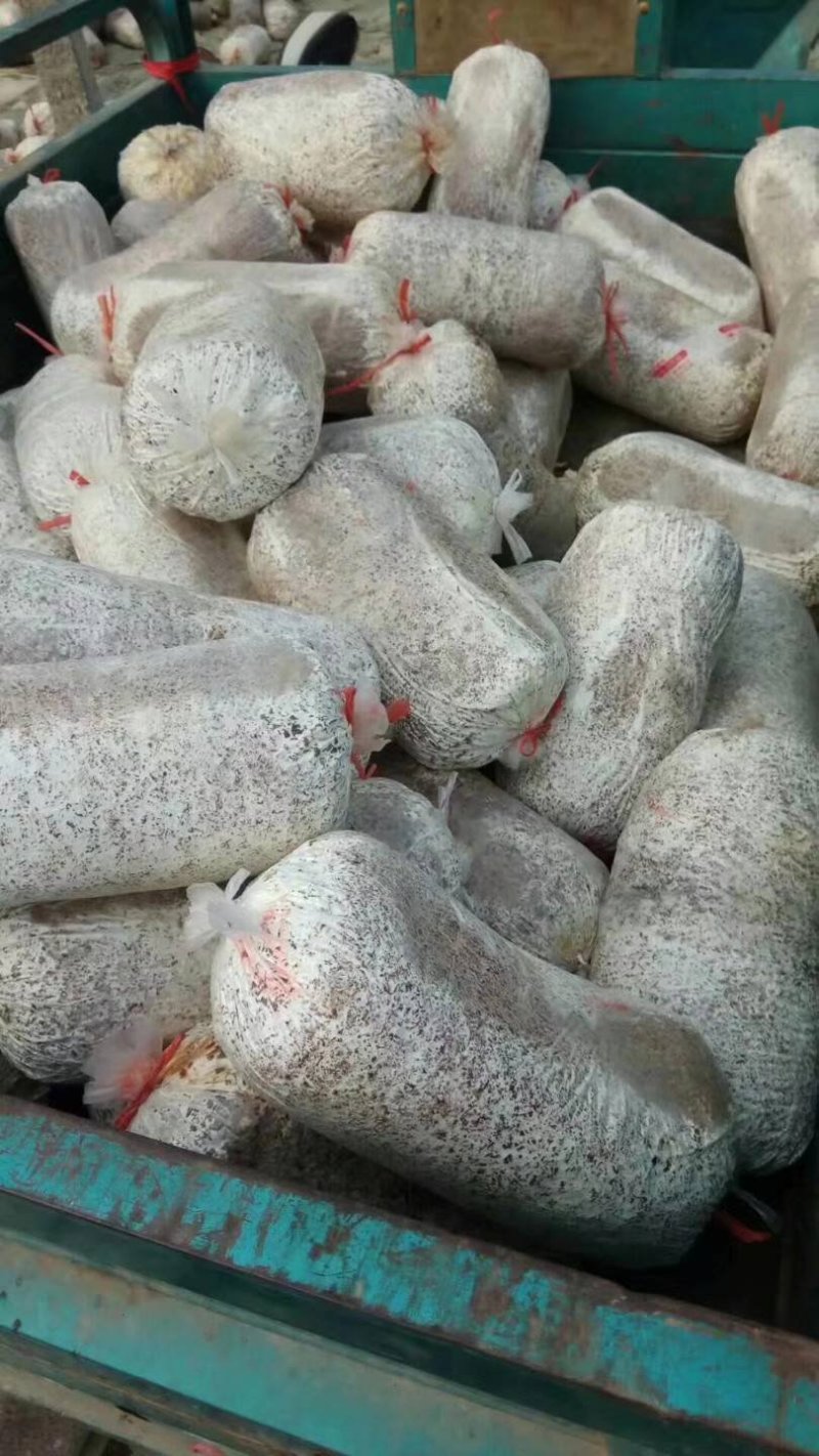 平菇菌棒菌包出菇棒菌种蘑菇菌棒