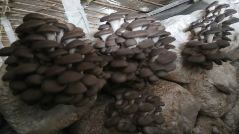 平菇菌棒菌包出菇棒菌种蘑菇菌棒