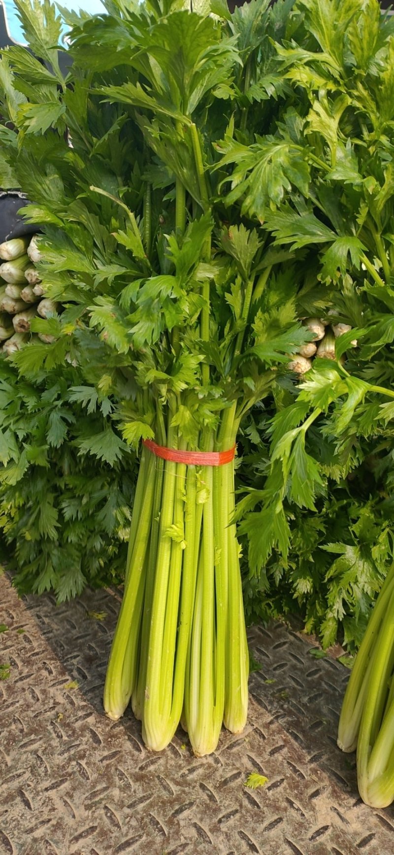 【热销中】精品芹菜产地直发口感爽脆质优价廉欢迎来电洽谈！