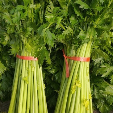 【热销中】精品芹菜产地直发口感爽脆质优价廉欢迎来电洽谈！