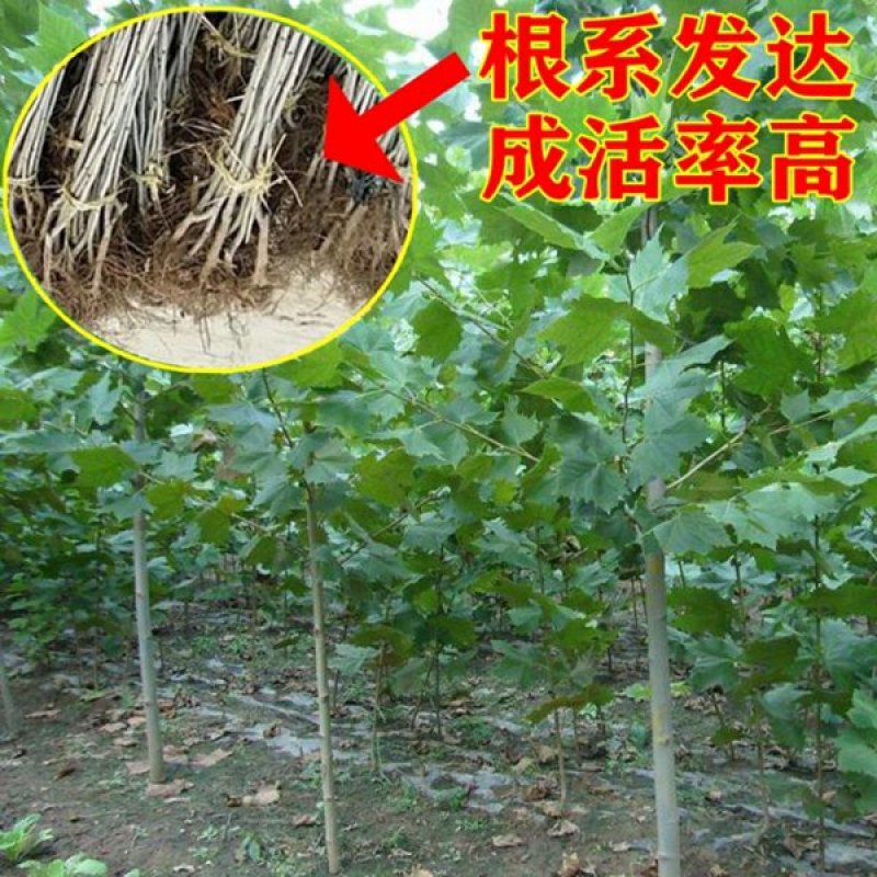 法国梧桐树苗速生法桐苗小悬铃木青皮梧桐速生法桐苗行道绿化