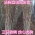 法国梧桐树苗速生法桐苗小悬铃木青皮梧桐速生法桐苗行道绿化