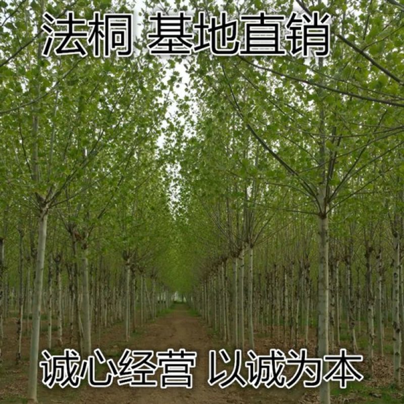 法国梧桐树苗速生法桐苗小悬铃木青皮梧桐速生法桐苗行道绿化