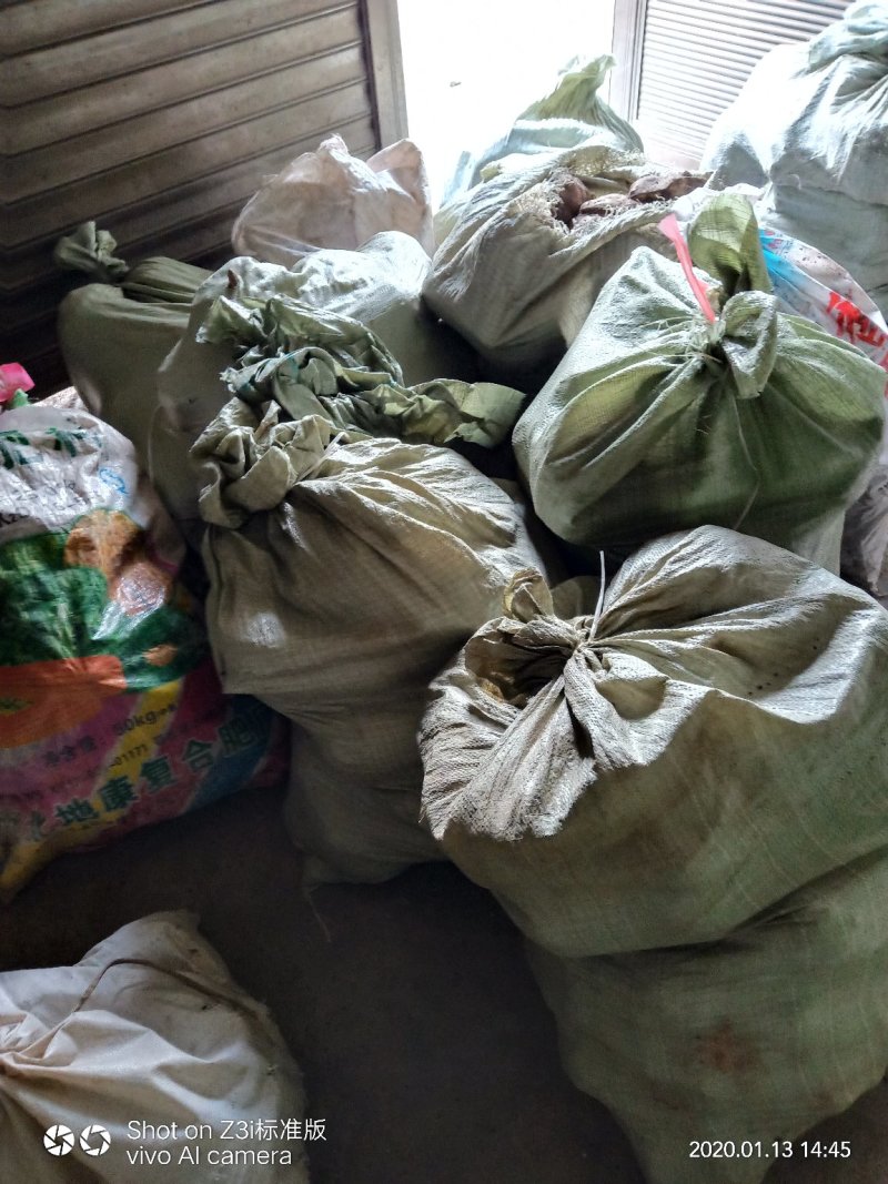湖北十堰魔芋可视频采挖，产地发货，货多