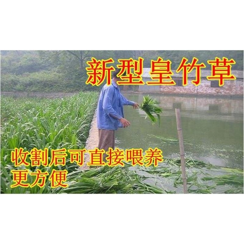 新型皇竹草种子南方北方多年生四季高产牧草猪牛羊鸡鸭鹅鱼兔