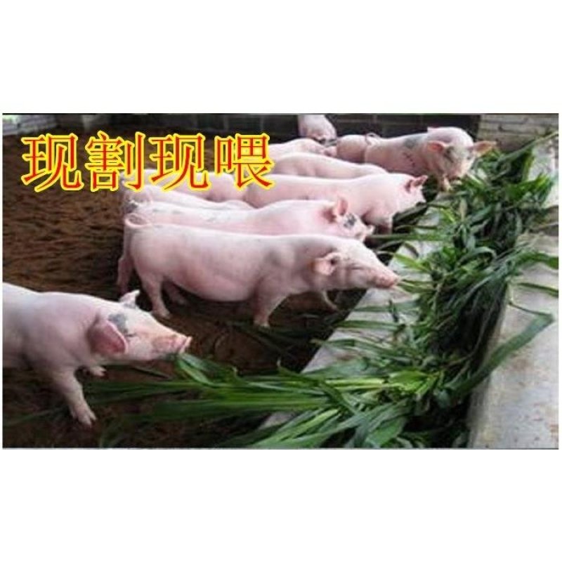 新型皇竹草种子南方北方多年生四季高产牧草猪牛羊鸡鸭鹅鱼兔