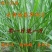 新型皇竹草种子南方北方多年生四季高产牧草猪牛羊鸡鸭鹅鱼兔