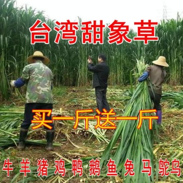 新型皇竹草种子南方北方多年生四季高产牧草猪牛羊鸡鸭鹅鱼兔