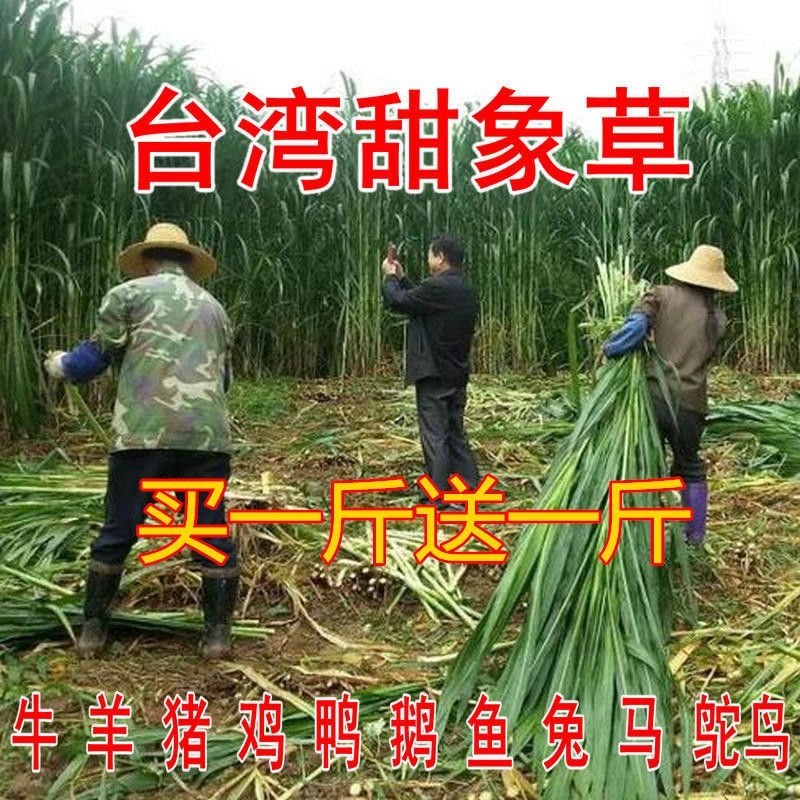 新型皇竹草种子南方北方多年生四季高产牧草猪牛羊鸡鸭鹅鱼兔
