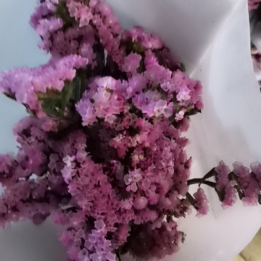 年花勿忘我
