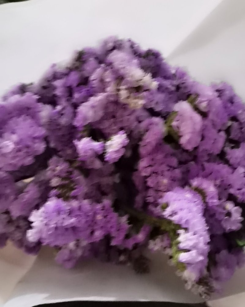 年花勿忘我