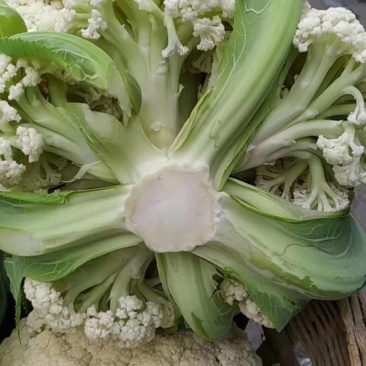 菜花