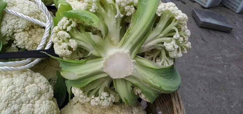 菜花