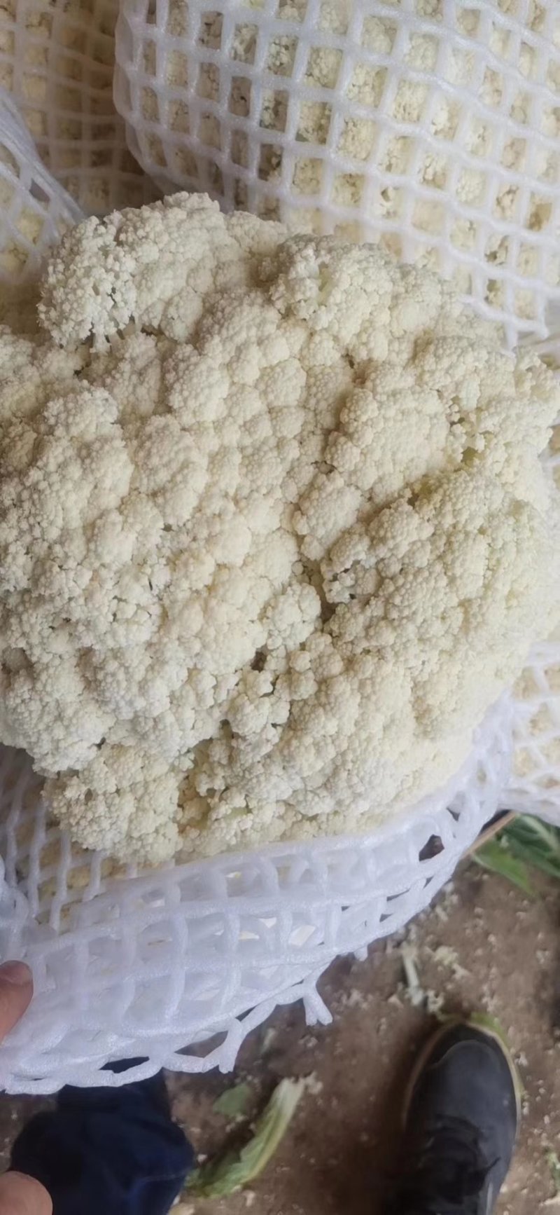 菜花