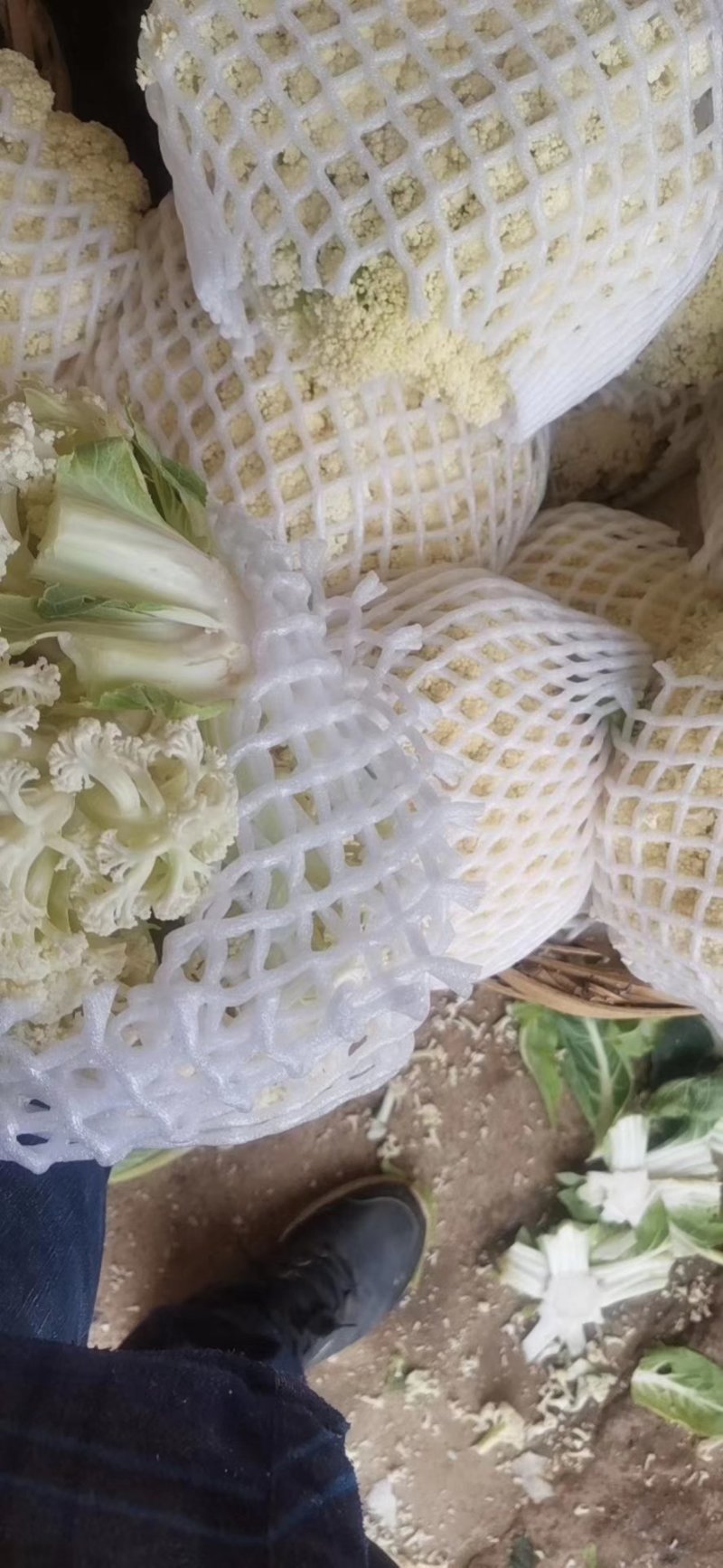 菜花