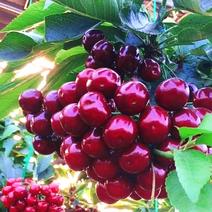 樱桃苗嫁接品种有红灯，美早，车厘子，黑珍珠，矮化大樱桃苗