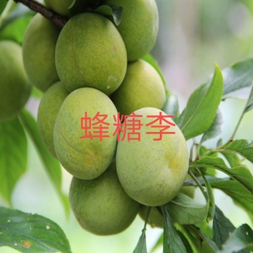 蜂糖李苗，自产直销、物美价廉，可视频看货定苗