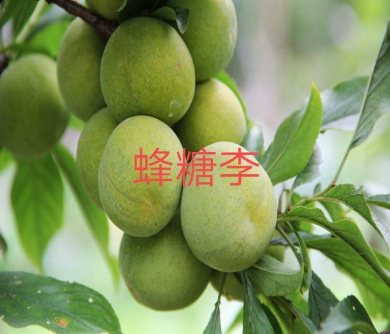 蜂糖李苗，自产直销、物美价廉，可视频看货定苗