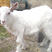 萨能纯种奶山羊，产奶高，价格优，免费发货，货到付款。