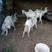 萨能纯种奶山羊，产奶高，价格优，免费发货，货到付款。