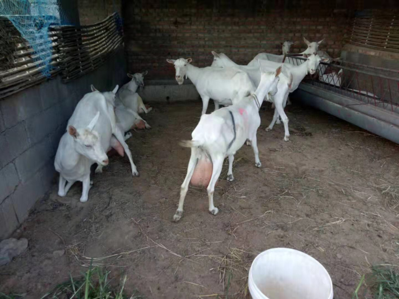 萨能纯种奶山羊，产奶高，价格优，免费发货，货到付款。