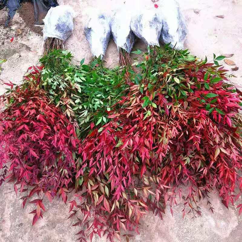 南天竹盆栽火焰南天竹盆景红天竹多年生易养耐寒室内庭院观叶