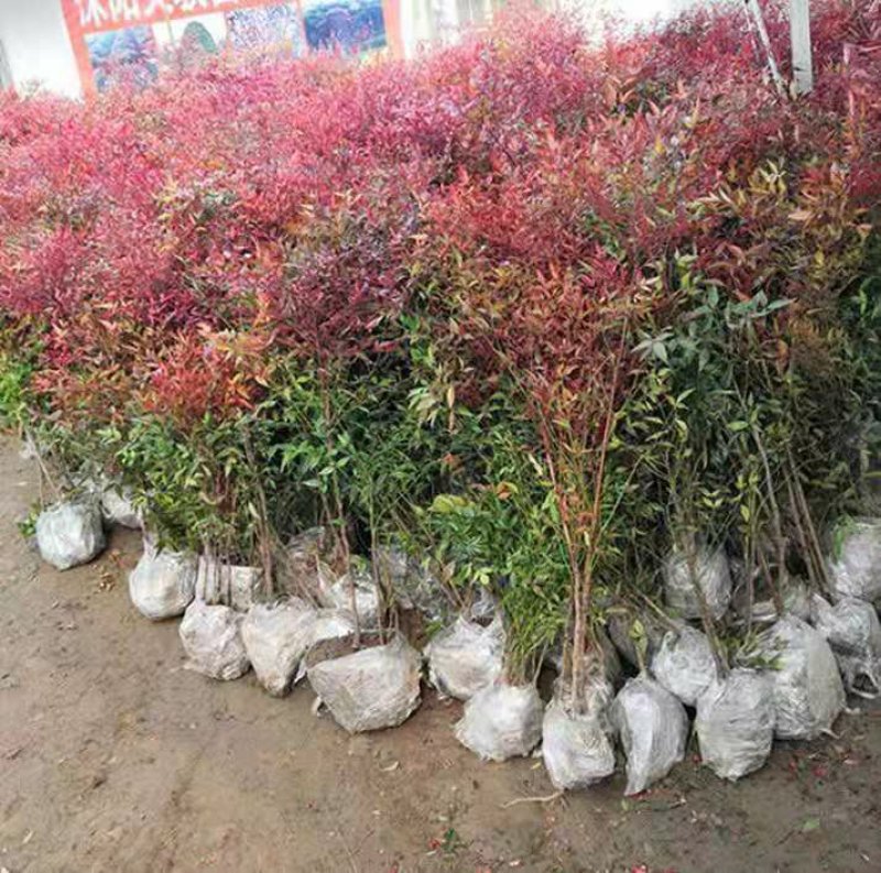 南天竹盆栽火焰南天竹盆景红天竹多年生易养耐寒室内庭院观叶