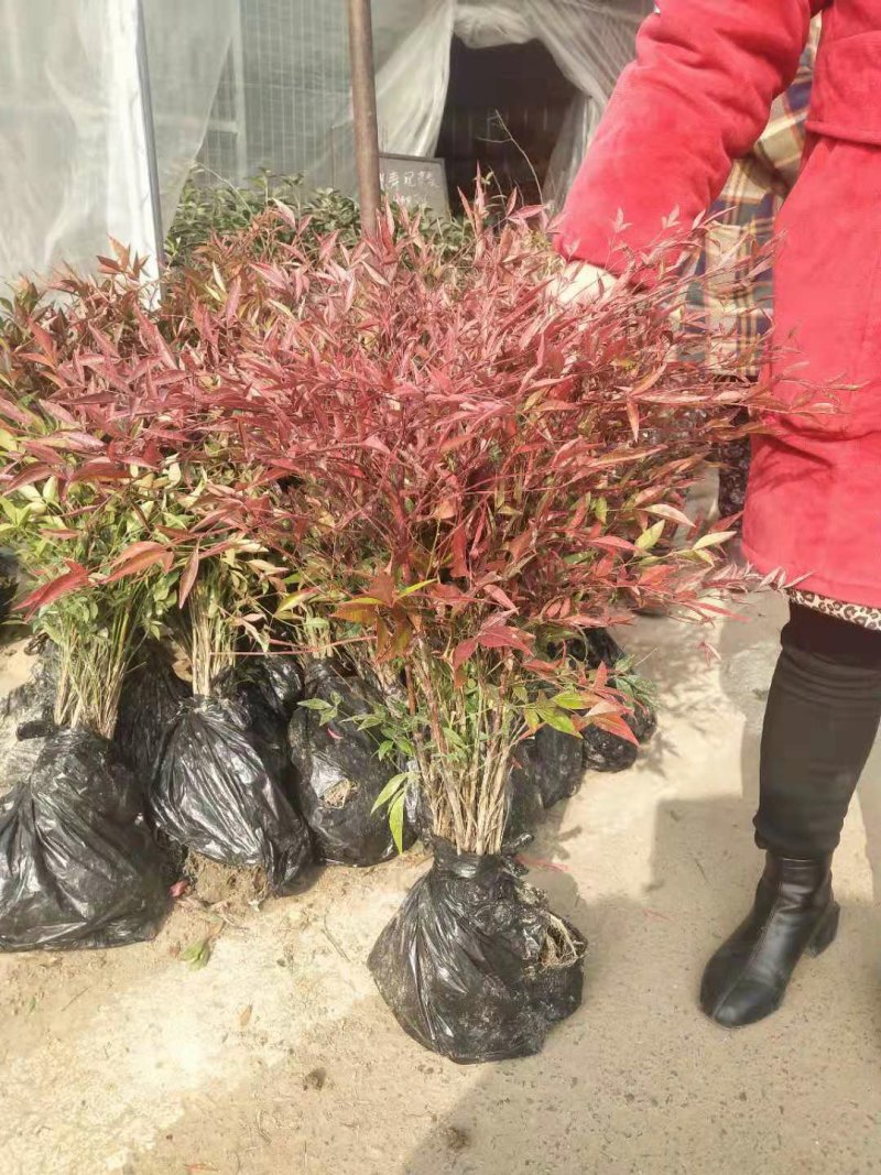南天竹盆栽火焰南天竹盆景红天竹多年生易养耐寒室内庭院观叶