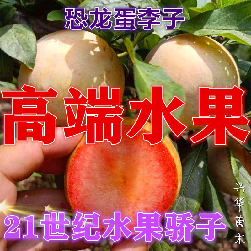 恐龙蛋李子苗口感好，红肉李子苗南北方均可种植