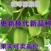 软枣猕猴桃苗嫁接品种又名红心龙城二号品种纯正
