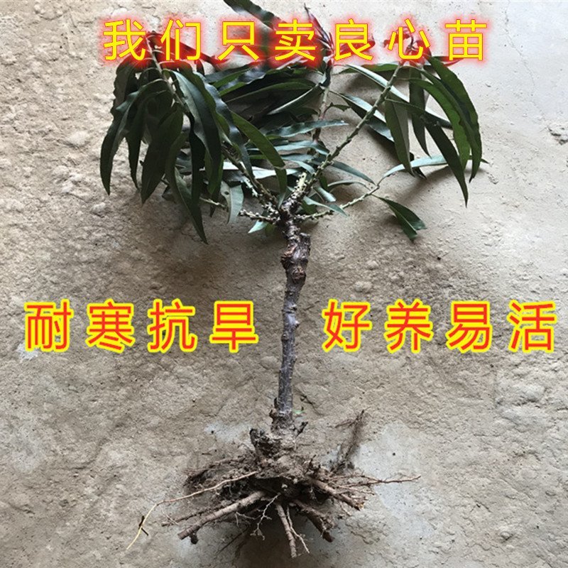 矮化盆栽寿桃苗嫁接盆栽矮化寿桃花树苗盆栽地栽桃花苗