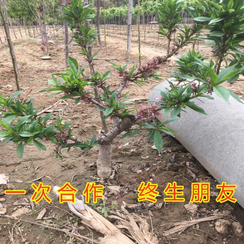 矮化盆栽寿桃苗嫁接盆栽矮化寿桃花树苗盆栽地栽桃花苗