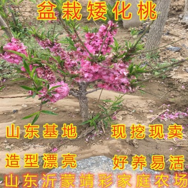 矮化盆栽寿桃苗嫁接盆栽矮化寿桃花树苗盆栽地栽桃花苗