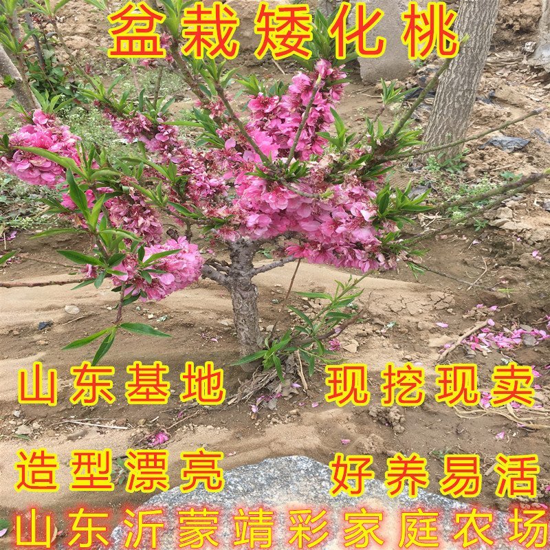 矮化盆栽寿桃苗嫁接盆栽矮化寿桃花树苗盆栽地栽桃花苗