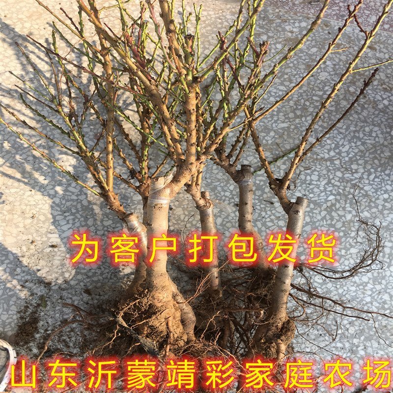 矮化盆栽寿桃苗嫁接盆栽矮化寿桃花树苗盆栽地栽桃花苗