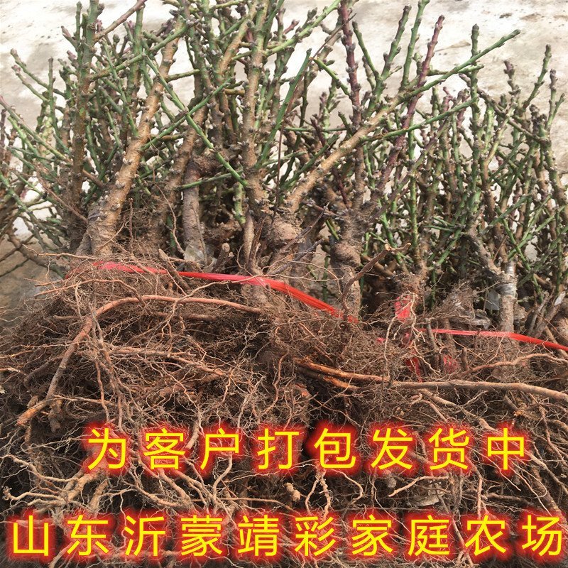 矮化盆栽寿桃苗嫁接盆栽矮化寿桃花树苗盆栽地栽桃花苗