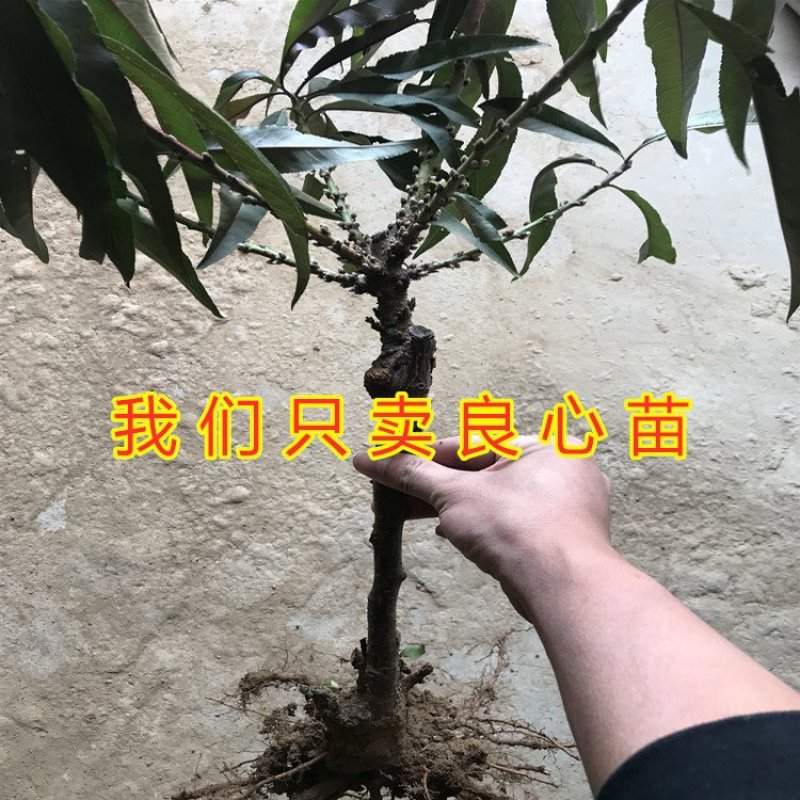 矮化盆栽寿桃苗嫁接盆栽矮化寿桃花树苗盆栽地栽桃花苗
