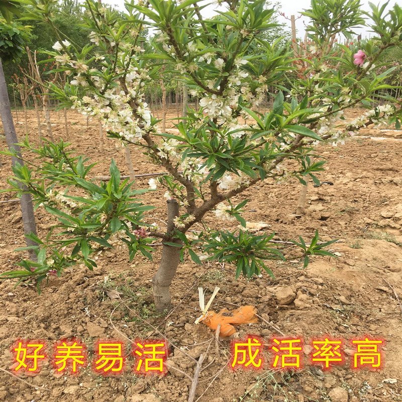 矮化盆栽寿桃苗嫁接盆栽矮化寿桃花树苗盆栽地栽桃花苗