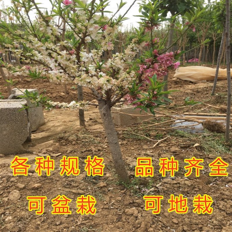 矮化盆栽寿桃苗嫁接盆栽矮化寿桃花树苗盆栽地栽桃花苗