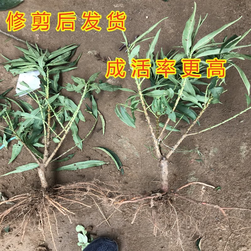 矮化盆栽寿桃苗嫁接盆栽矮化寿桃花树苗盆栽地栽桃花苗