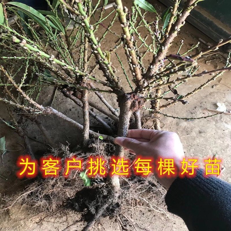 矮化盆栽寿桃苗嫁接盆栽矮化寿桃花树苗盆栽地栽桃花苗
