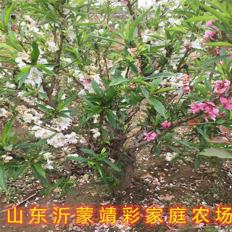 矮化盆栽寿桃苗嫁接盆栽矮化寿桃花树苗盆栽地栽桃花苗