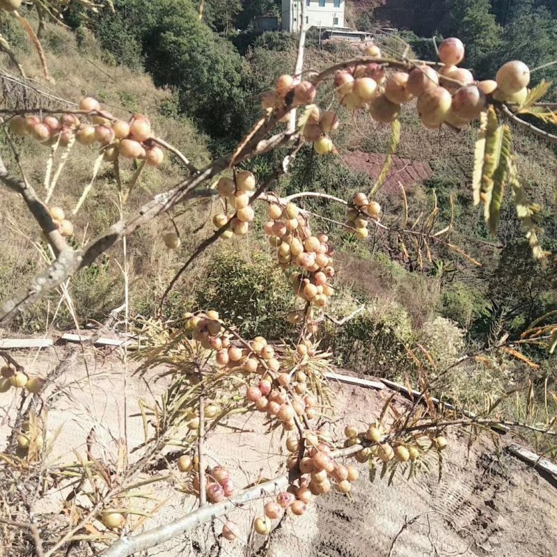 橄榄果