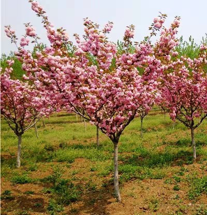 樱花苗日本樱花树苗嫁接早樱晚樱樱花小苗工程绿化苗