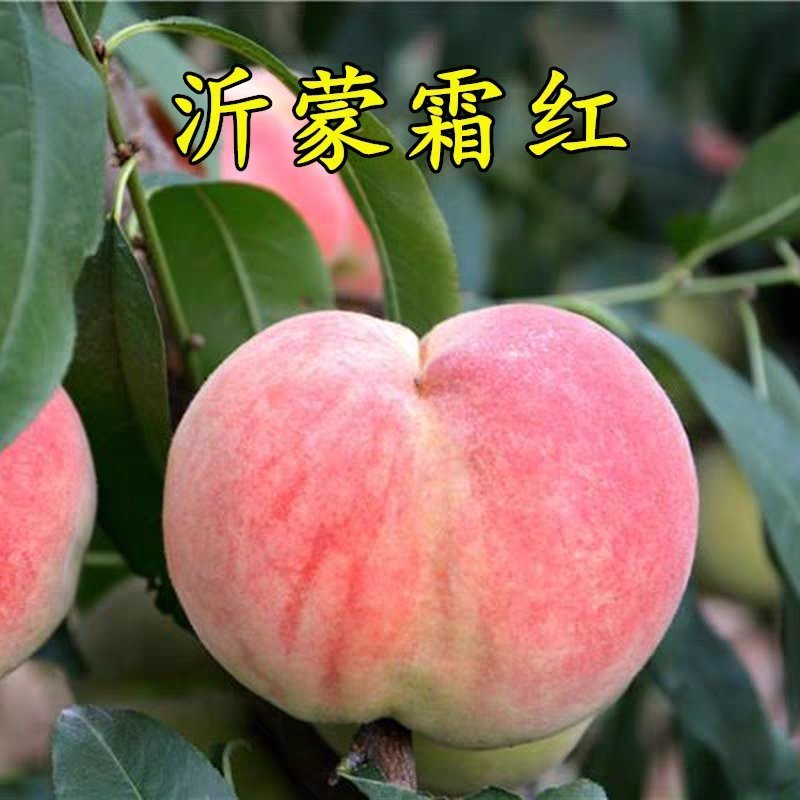 沂蒙霜红桃树苗冬桃苗黄桃苗黄桃起树苗
