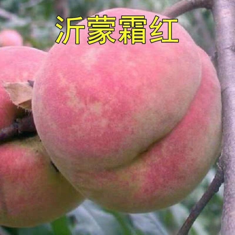 沂蒙霜红桃树苗冬桃苗黄桃苗黄桃起树苗